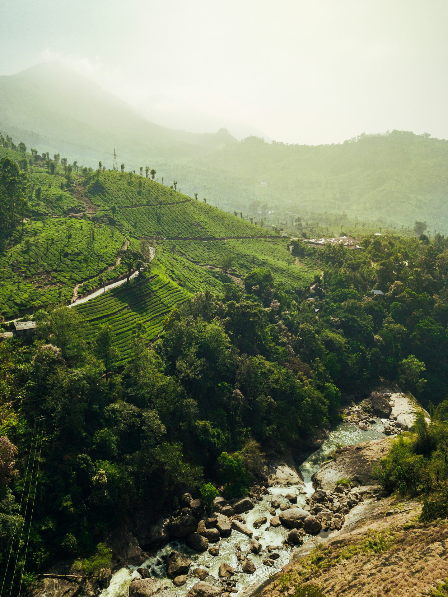 Misty tea plantation hillsides with terraced rows above a rocky river